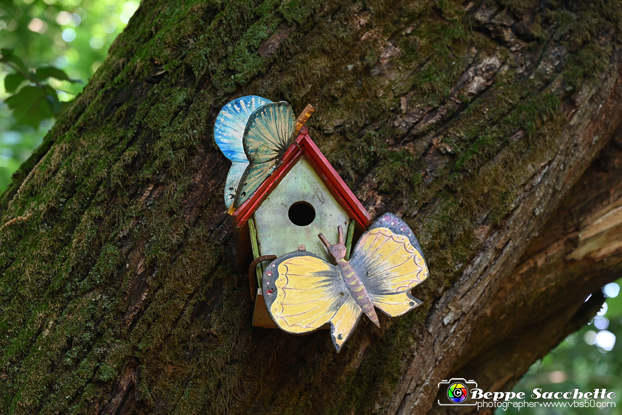 VBS_4683 - Il bosco fatato - Montaldo Roero.jpg